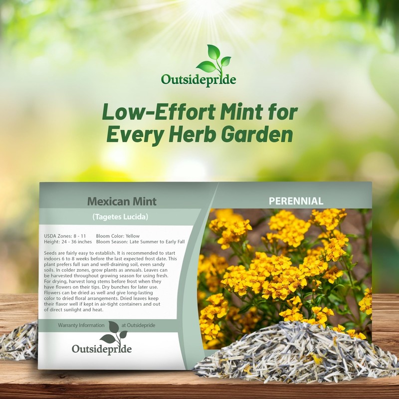 Outsidepride Mexican Mint Seeds - 1000 Perennial Herb Seeds for