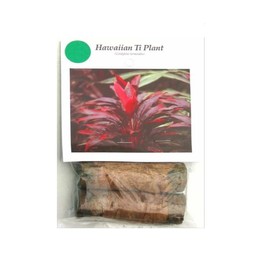 HAWAIIAN GREEN TI LEAF PLANT 2 LOGS ~ GROW HAWAII