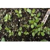Seed Savvy 100+ seeds - Lemon Basil , heirloom seeds