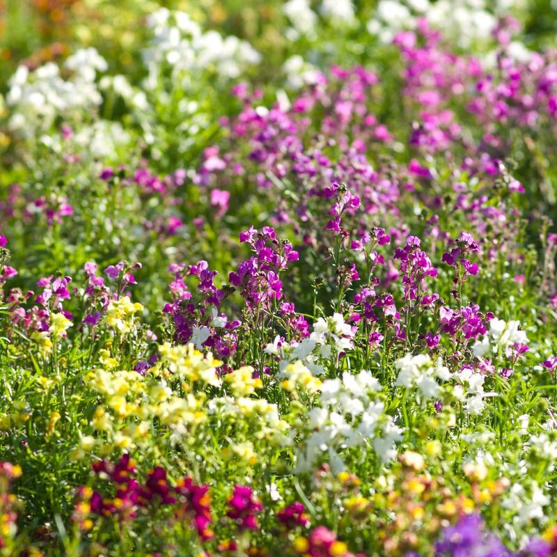 Outsidepride Toadflax - 5000 Seeds