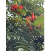 Manoa Valley Roots Spathodea campanulata 100 Seeds | African Tulip