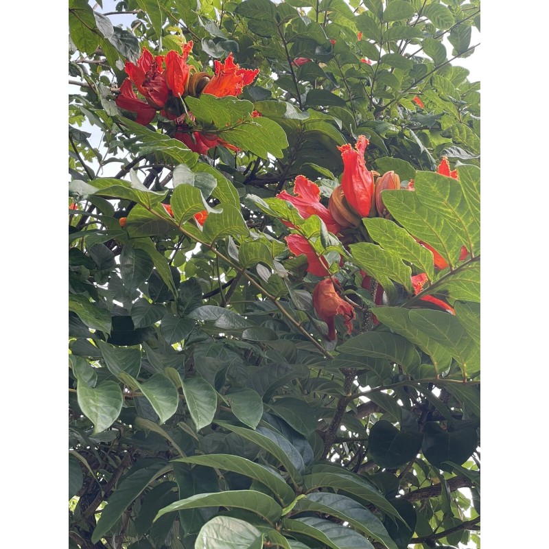 Manoa Valley Roots Spathodea campanulata 100 Seeds | African Tulip