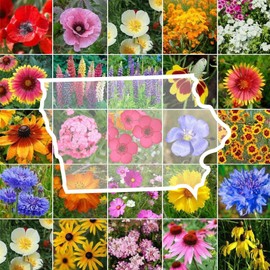 Eden Brothers Iowa Wildflower Mixed Seeds for Planting, 1 lb, 480,000+ Seeds with Cornflower, Candytuft | Attracts Pollinators, Plant in Spring or Fall, Zones