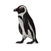 CollectA South African Penguin