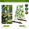 Flohover 70.9" H x 35.5" W Cucumber Trellis A Frame
