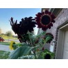 50 Chocolate Cherry Sunflower seeds Breathtakingly Beautiful Heirloom