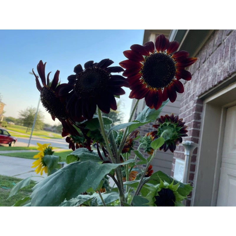 50 Chocolate Cherry Sunflower seeds Breathtakingly Beautiful Heirloom