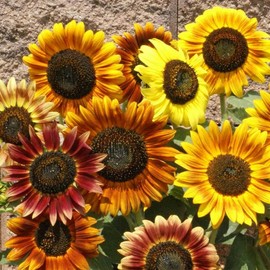 100 Autumn Beauty Sunflower Seeds - Always Fresh Seeds!