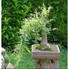 Willow Tree Black Willow Tree Bonsai! Exotic Cutting Starter with