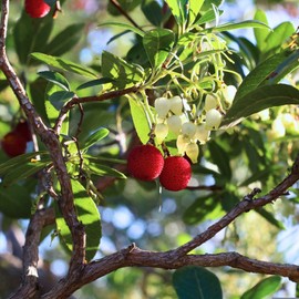 2 Arbutus Unedo Live Strawberry Tree Plants – Sweet Resilient Beauty, Thriving in 2.5" Nursery Cubes