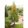 Fresh Silky Oak (Grevillea robusta), 20 seeds