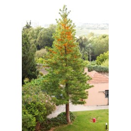 Fresh Silky Oak (Grevillea robusta), 20 seeds
