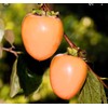 Fresh Persimmons Hachiya 5 LBS