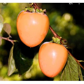 Fresh Persimmons Hachiya 5 LBS