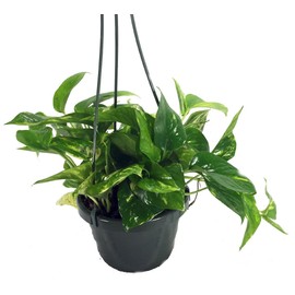Golden Devil's Ivy - Pothos - Epipremnum - 6" Hanging Pot - Clean Air Machine