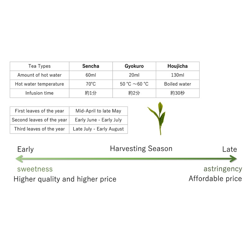 八女茶 天雫の彩 ( あましずくのいろどり ) 100g 八女煎茶 おいしい お茶 JAふくおか八女