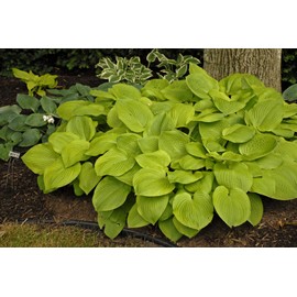Perennial Farm Marketplace Hosta x 'August Moon' (Plantain Lily) Perennial, Size-#1 Container, Gold Leaves with White Flowers