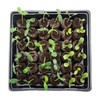 Jiffy Seed Starting Tray Kit, 36 Cell 36mm Peat Pellets