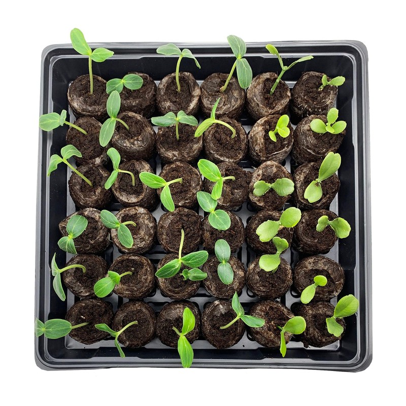 Jiffy Seed Starting Tray Kit, 36 Cell 36mm Peat Pellets