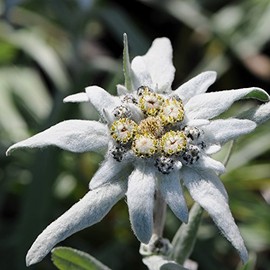 Edelweiss Seeds (Leontopodium alpinum) Packet of 20 Seeds