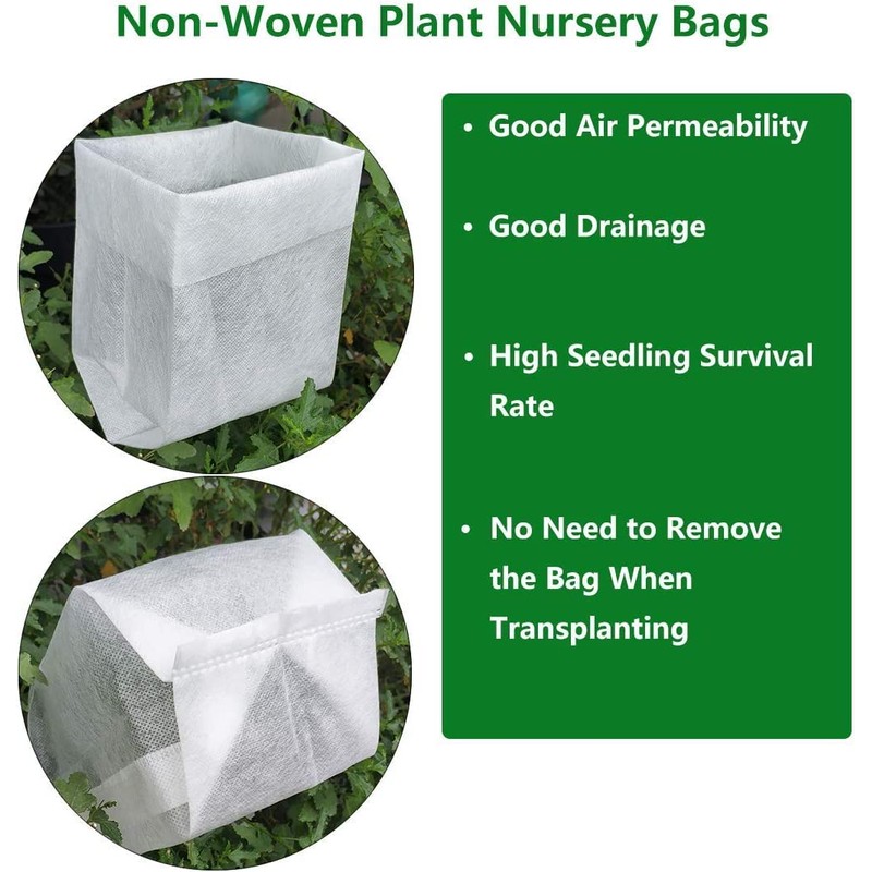 Cloud 10™ White Climbing Rose - Live Plant - (1