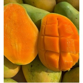 Tree Madame Francis Haitian Mango Grafted Tree 2-4 Ft Tall. Ship To All States.