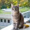 Jukibole Cat Net for Balcony, 10 x 3 m, No