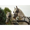 Amesbichler Reitsport FWF Double-ring bridle Driving bit Stainless steel