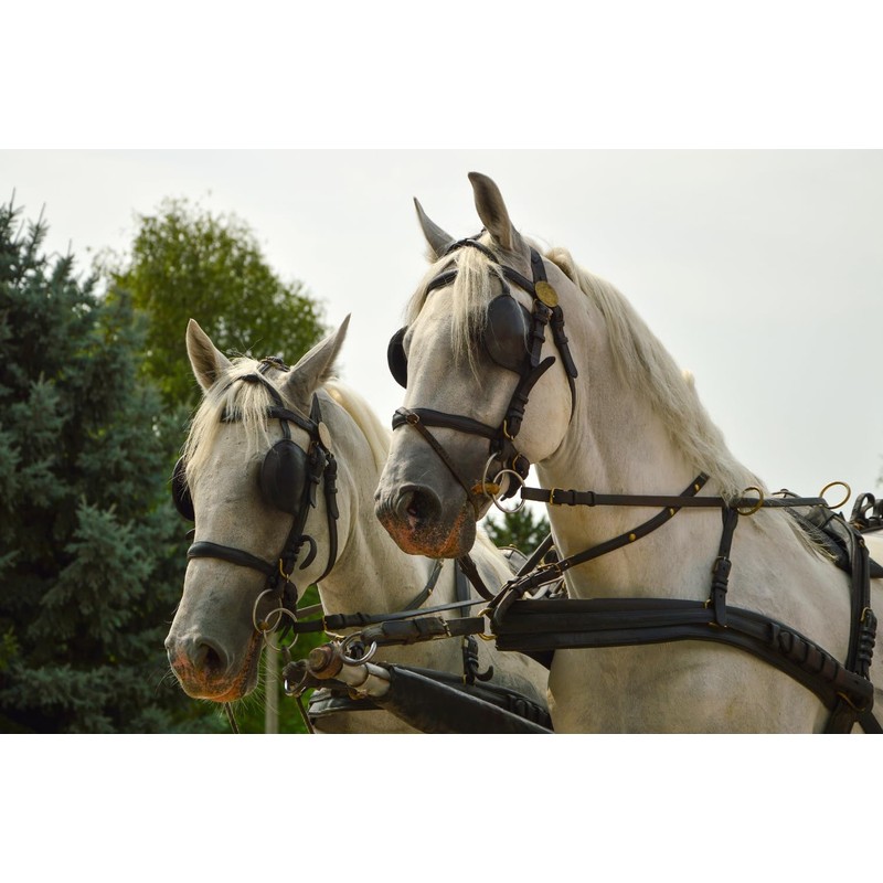 Amesbichler Reitsport FWF Double-ring bridle Driving bit Stainless steel