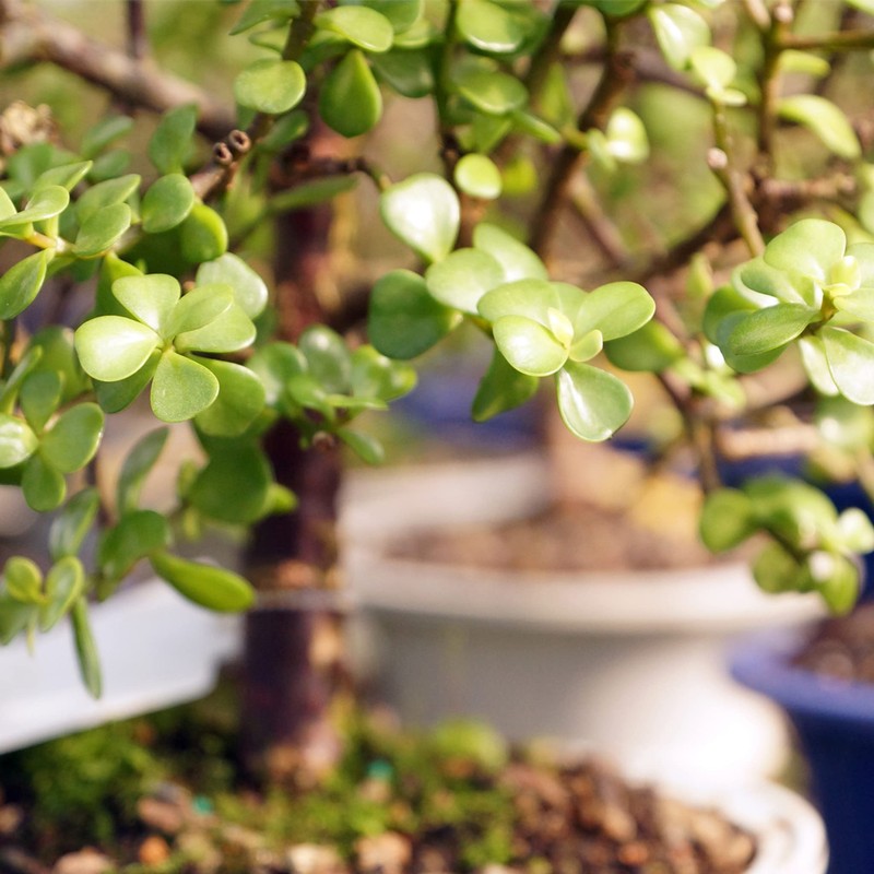 Brussel's Bonsai - Live Dwarf Jade Bonsai Tree in a