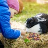ERKOON Chinchilla Treats, Chew Toys for Teeth for Rabbit Guinea