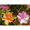 75 Broken Colors Four O’Clock Flower Seeds Mirabilis Jalapa -