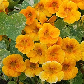 Dwarf Nasturtium Alaska Gold - 3 Gram Packet ~ 20 Seeds - Open Pollinated - Annual Flower Garden & Micro Greens Seeds