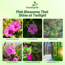 Outsidepride Pink Four O'clock Flower Seeds - 1/4 lb Perennial Fragrant, Trumpet-Shaped Blooms, Deer-Proof & Easy to Grow, for Pollinator & Evening Gardens, Containers, Hedges, or Borders