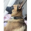 Adjustable Soft Polyester Dog Collar: Featuring a Cute and Adorable