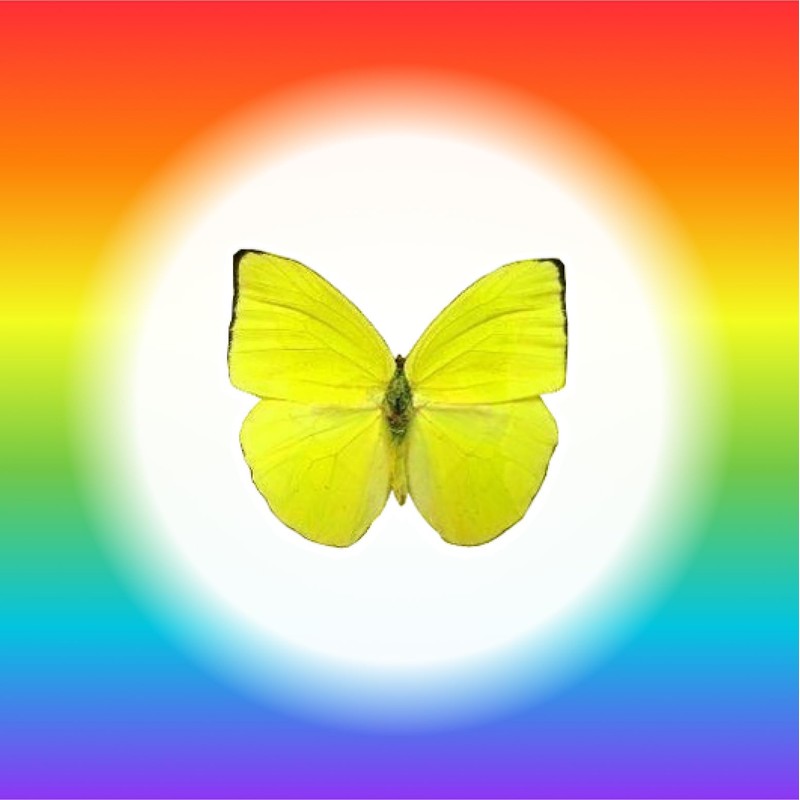 Sugar Robot Edible Butterflies for Cake Decorating- Large Size Butterfly