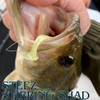 DAIWA Stiez Sterling Shad 2.1 C Lotus Bass Lure