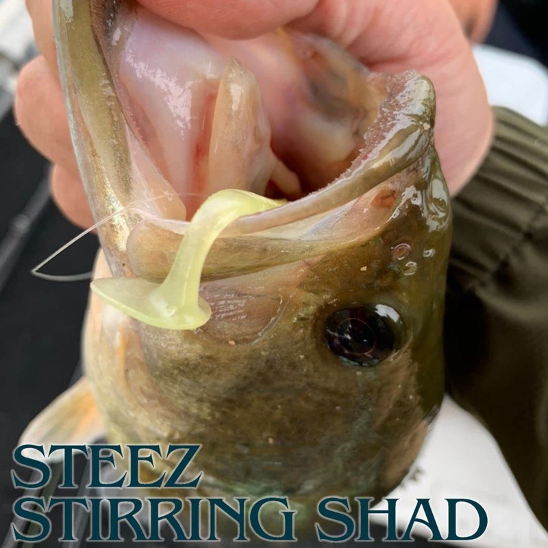 DAIWA Stiez Sterling Shad 2.1 C Lotus Bass Lure