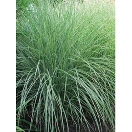 Miscanthus sinensis 'Morning Light' (Variegated Maiden Grass)
