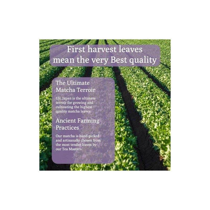 Ancient Roots Matcha de lavanda - Té verde en polvo
