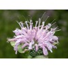 Wild Bergamot Monarda fistulosa Meadow Wildflowers Premium Seeds for Planting Packet