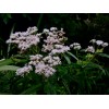 300 Common Boneset Seeds - Eupatorium perfoliatum - None-GMO Medicinal
