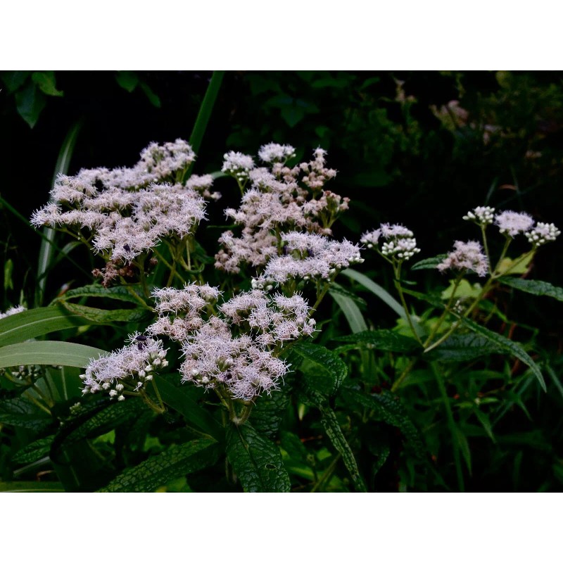 300 Common Boneset Seeds - Eupatorium perfoliatum - None-GMO Medicinal