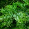 Fir Needle (Siberian Fir) 50ml Incent Essential Oil Essential Oil