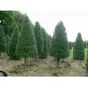 Tree 2 Foster Holly Trees/Shrubs - Live Plants - 6-12"