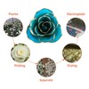 24 Carat Gold Trimmed Rose Flower Gift for Her Valentine's