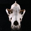 Resin Wolf Skull Wolf Skull Model Decoration Craft Film Props