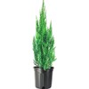 Blue Point Juniper | 1 Size #1 Tree | Juniperus