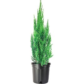 Blue Point Juniper | 1 Size #1 Tree | Juniperus Chinensis | Drought Tolerant Low Maintenance Evergreen Plants
