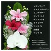 Art Four Seasons Phalaenopsis Denfare Dome Pink Preserved Flowers